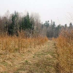 Заліснення неугідь.